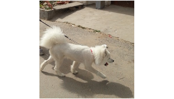 天津急寻走失萨摩耶爱犬盼热心市民相助