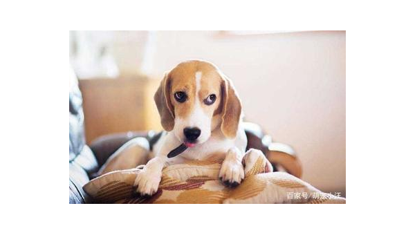 柯基与比格犬：短腿萌犬与活力猎犬的对比