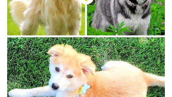 柯基拉多串：萌犬混血的独特魅力与饲养指南