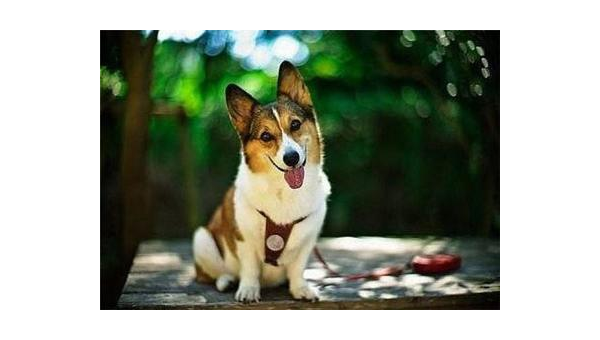 柯基犬失格价格解析：市场行情与影响因素