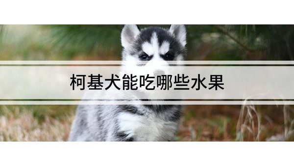 柯基犬能吃菠萝吗？安全喂食指南
