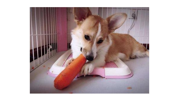 柯基犬能否喂食水果？安全指南与注意事项