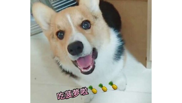 柯基菠萝：萌宠与水果的奇妙碰撞