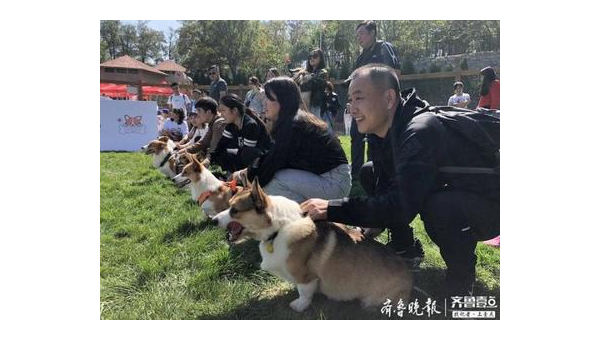 柯基跑马岭宠物谷：萌宠乐园的欢乐之旅