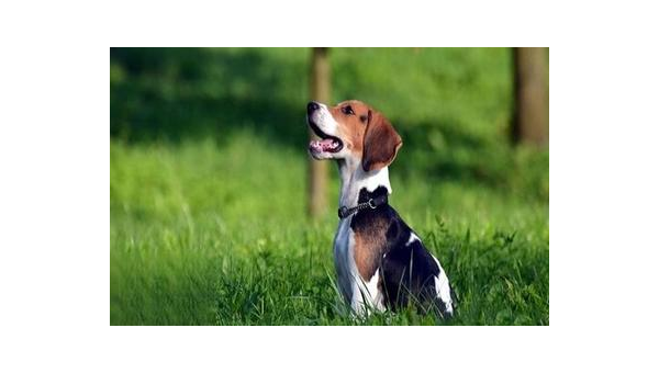 比格犬：活泼友善的猎兔犬家族代表