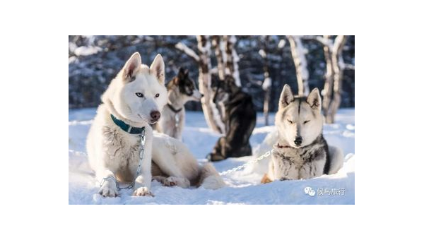 石家庄西伯利亚雪橇犬：极地精灵的华北生活