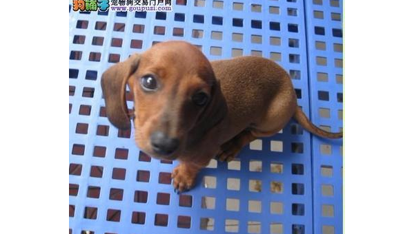 腊肠犬价格揭秘：多少钱一条才合理